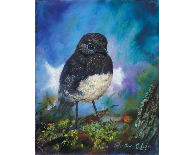 South Island Robin