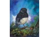 South Island Robin