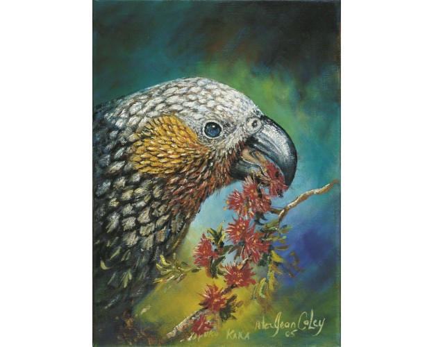 South Island Kaka