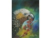 South Island Kaka