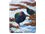 Fridge Magnet - Takahe - Te Anau