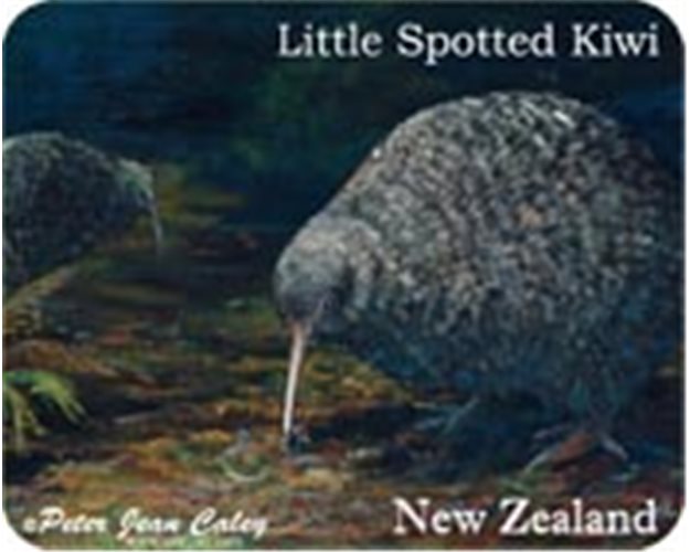 Fridge Magnet - Little Spotted Kiwi