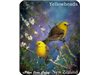Fridge Magnet - Yellowheads